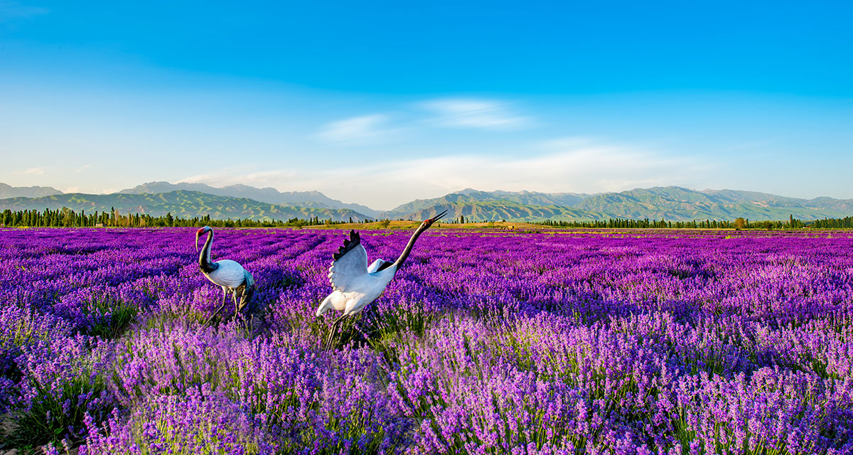 定制案例G-08畅游北疆经典大环线纯玩14 日游（穿越独库公路）