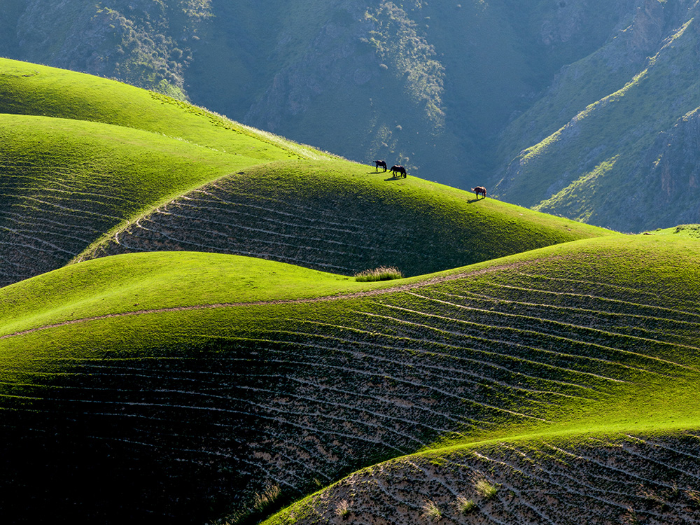 定制案例E-06新疆北疆伊犁草原深度环线定制游11天